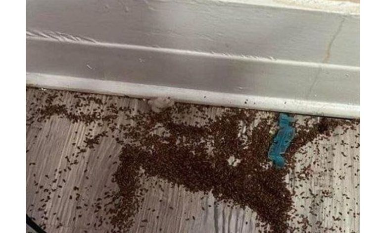 Anyone know what this could be? I have found two piles of these … in my daughters’ room.