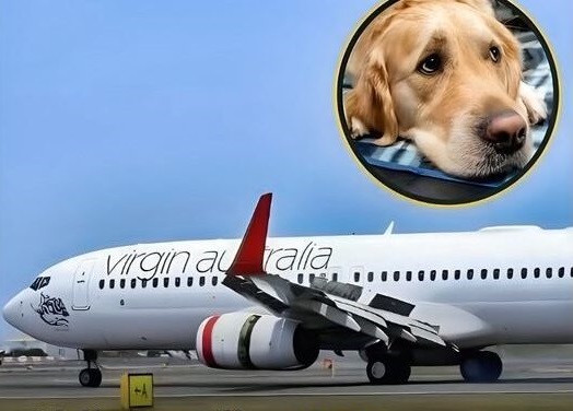 Airline to Allow Dogs and Cats in Cabins