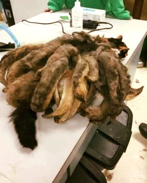 Neglected cat freed after having two pounds of matted fur removed