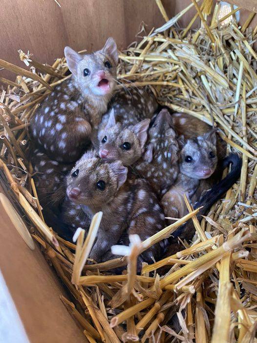 Gang finds unusually spiky creatures in nest