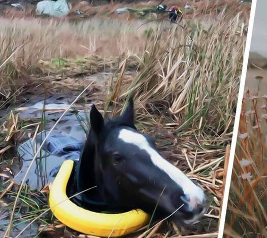 Man Rescued a Trapped Crying Wild Horse. How It Thanked Him is Unbelievable