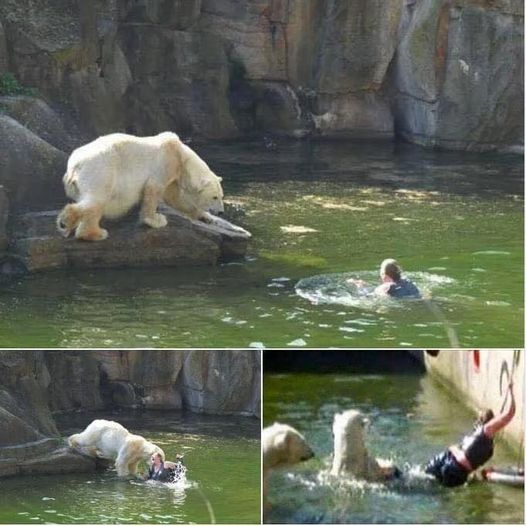 Woman Attacked by Polar Bear at Berlin Zoo (Video)