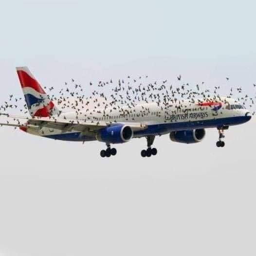 The pilot’s emotional reaction when he discovered why birds were flying alongside the plane.