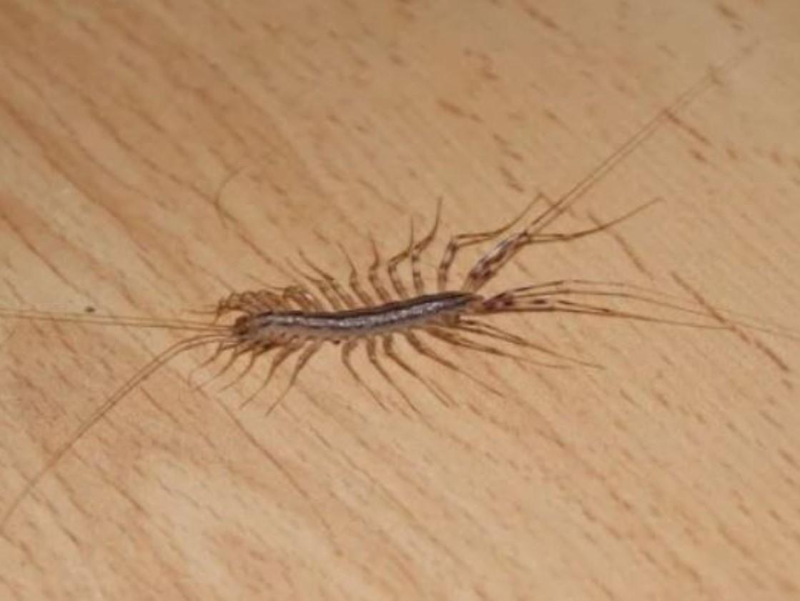 Reasons Not To Kill A House Centipede If You Find One Inside Your House