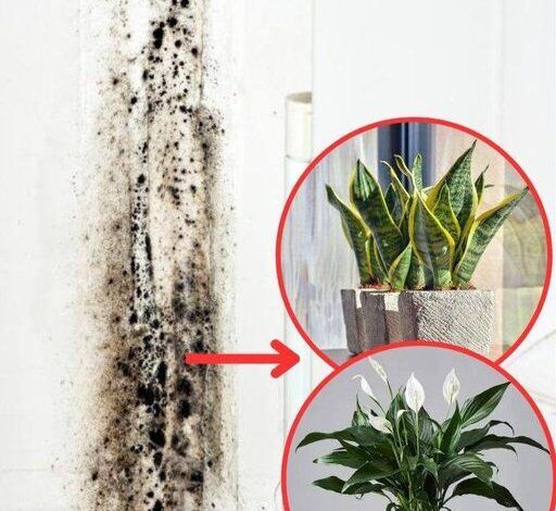 3 Houseplants That Naturally Remove Black Mold From Bathrooms And Walls