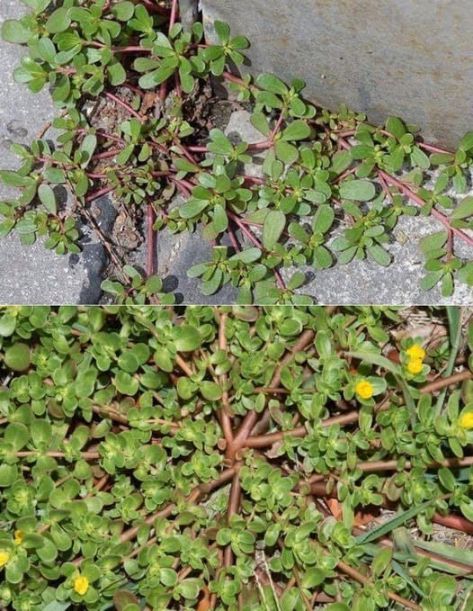 if you see this in your yard, do not break it under any circumstances. It saves lives!