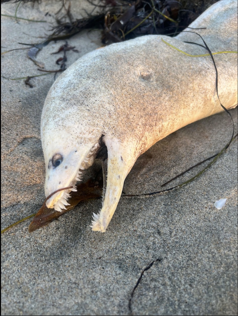 ‘Horrifyingly goofy’ creature washes onto Southern California beach