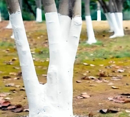 If you spot white-painted trees, you had better know what it means