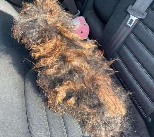 Rescue Takes in Severely Matted Dog Resembling a Wig – Now Unrecognizable after Transformation.