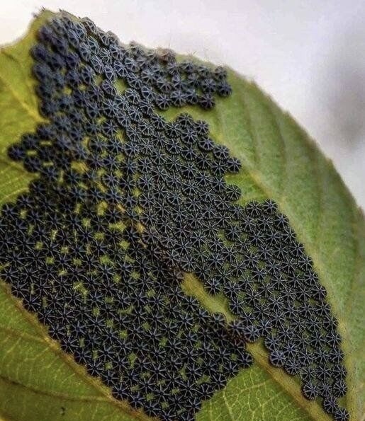 Don’t Touch These If You See Them on Your Plants