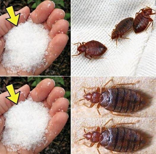 Say Goodbye to Bedbugs in Your Garden with Natural Remedies