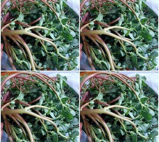Why Purslane?