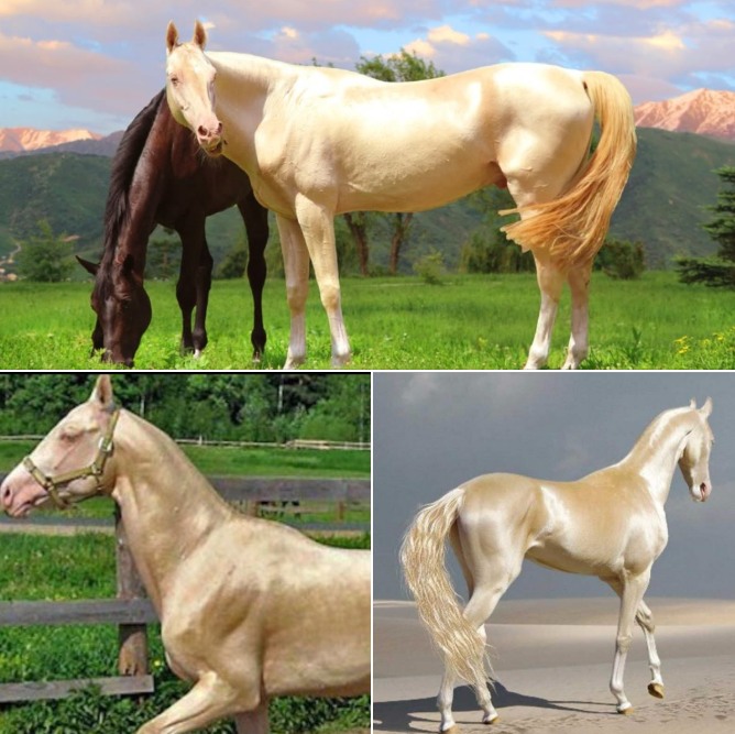 Meet the horse that looks like it’s been dipped in gold