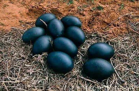 The Mysterious Black Eggs