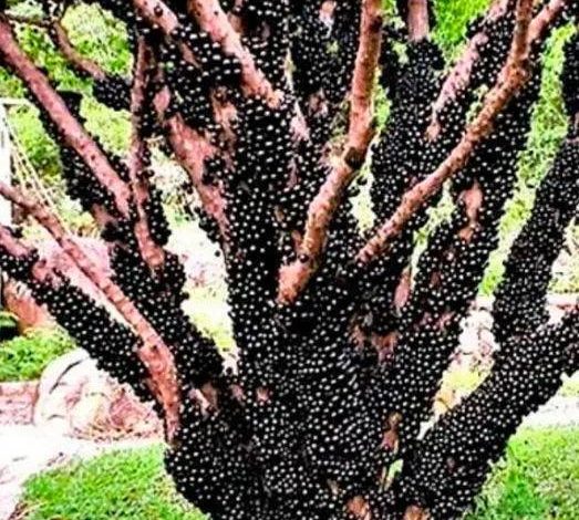 A Fruit That Boosts Energy and Supports Respiratory Health