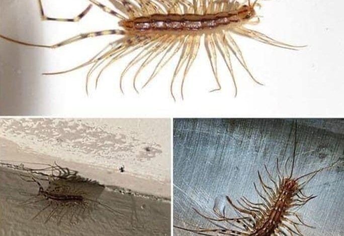 If you come across a house centipede inside your home, it is advisable not to kill it.
