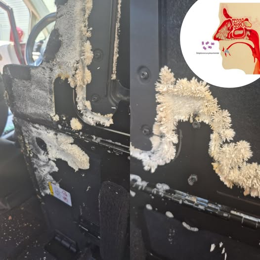 Something Was Growing Beneath His Car Seat—And It Definitely Wasn’t Just Dust