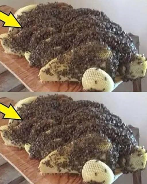 Surprise Under the Bed: The Uninvited Guests