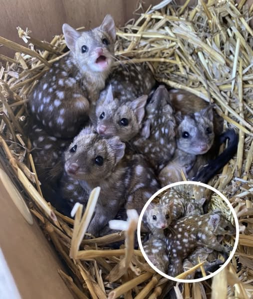 Group Discover Unusually Spotted Creatures, Stunned When They Realize What They Are