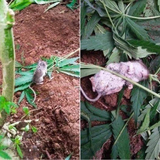 For 2 days in a row I have seen this little guy removing leaves from a very particular plant nearby and eating them until he passes out. Check in comments