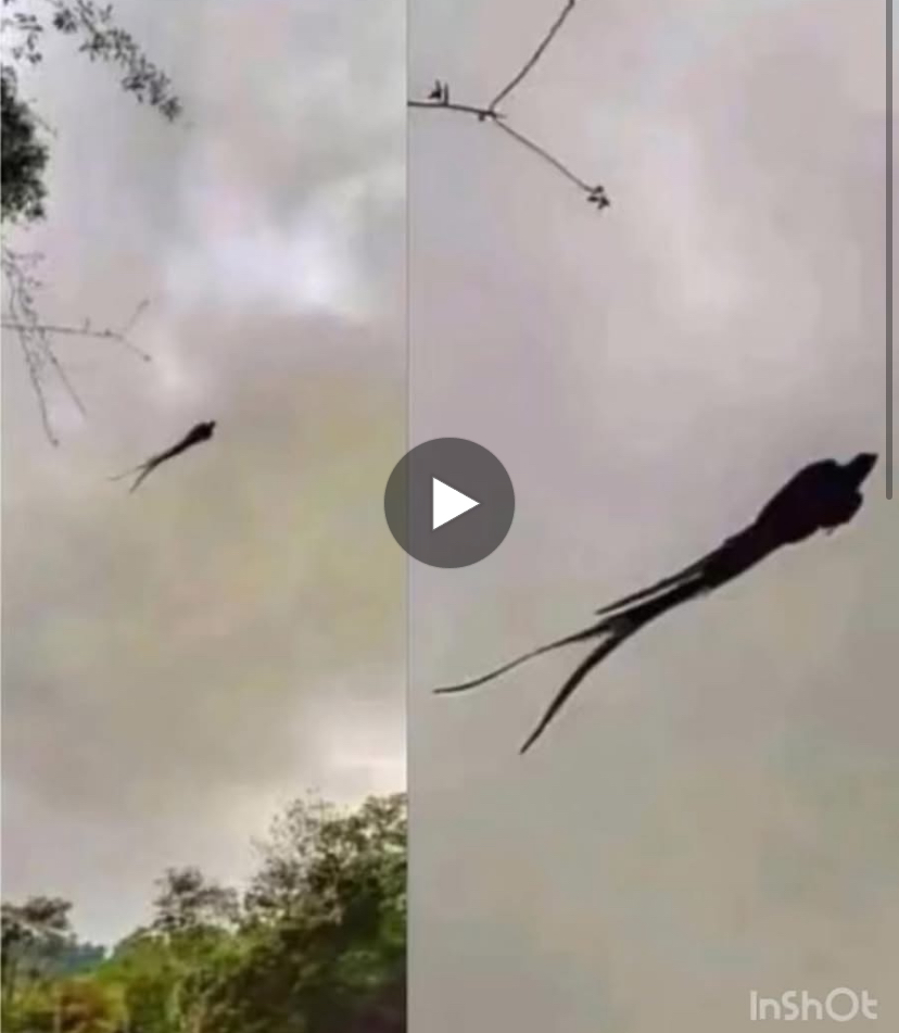 Majestic captured in Mexico