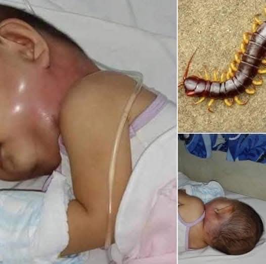 Centipedes: Spare Them at Home, Here’s Why