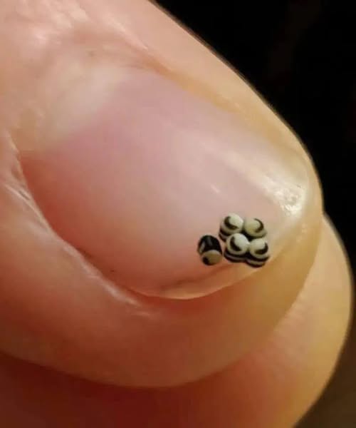 They Thought It Was Chia Seeds — Then It Started Moving