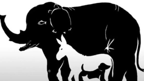 Vetëm 10% i shohin të gjitha: A mund t’i gjeni 13 kafshët në foto për 17 sekonda?