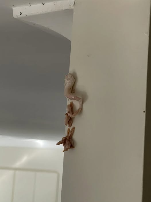 Crunchy Pink Surprise on Wall—What’s Really Going on Inside Your Home?