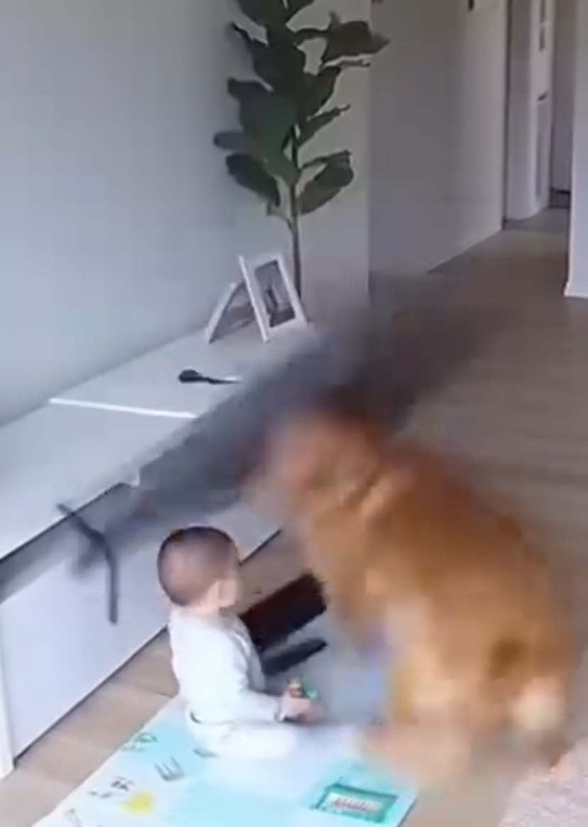 Dog Saves Child from Earthquake