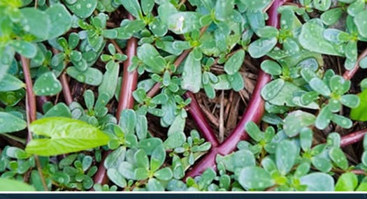 8 vlerat e medha ushqyese te burdullakut qe nuk i keni ditur me pare