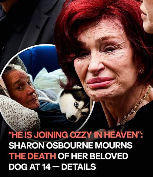 Sharon Osbourne Mourns the Loss of Her Beloved 14-Year-Old Dog, Two Months After Ozzy’s Passing
