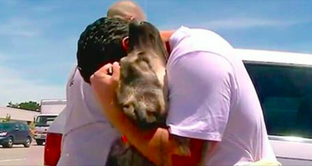 Soldier falls in love with stray dog in Iraq – 1 month later, dog loses it when they meet again