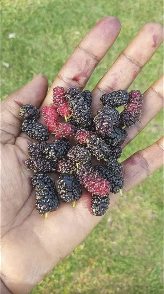 I found these in my grandmother’s garden but I didn’t know exactly what they were.