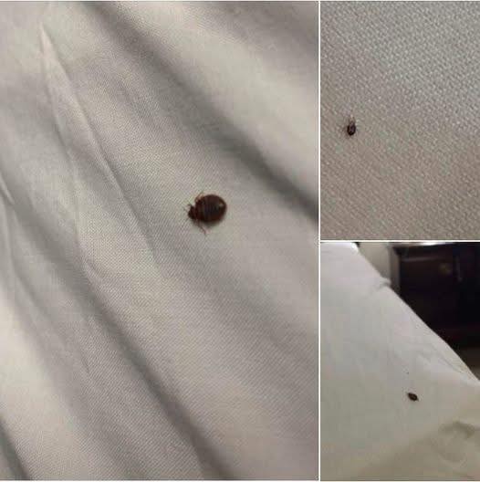 Find a Tick Inside Your Home