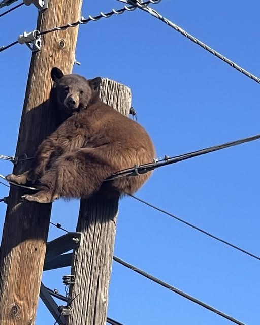 The Quiet Heroism of Saving a Bear: How Patience, Empathy, and Courage Turned Fear Into Life