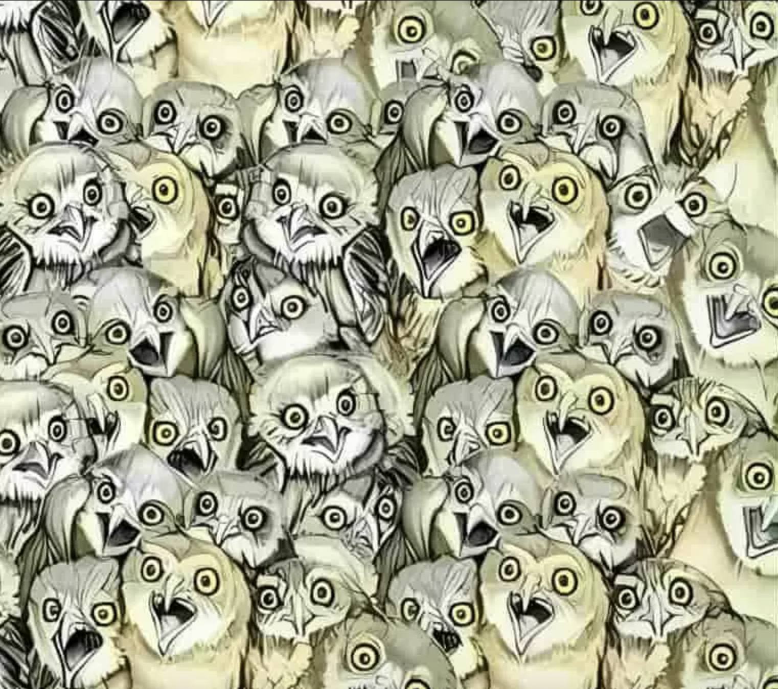 Only a few people can spot the cat hidden among the owls! 🦉🐱