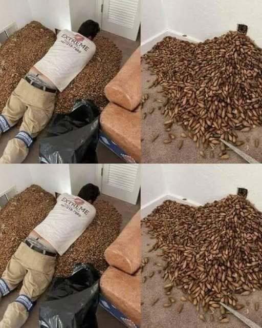 A man smells a strong smell in his house, when he finds out that he opens the wall he finds!โ