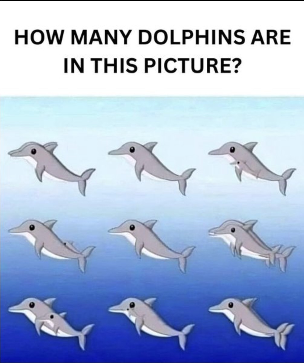 How many dolphins can you spot in the picture?
