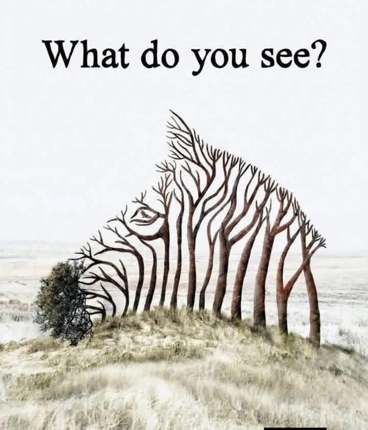 What do you see??