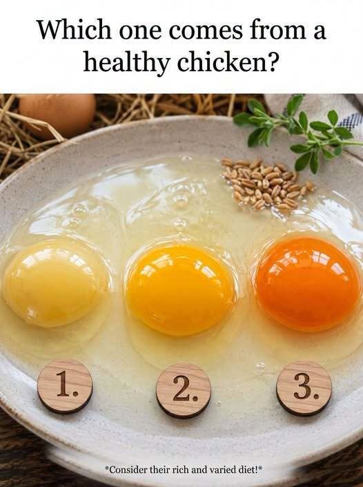 The Science of the Golden Yolk: Decoding the Color of Your Morning Eggs