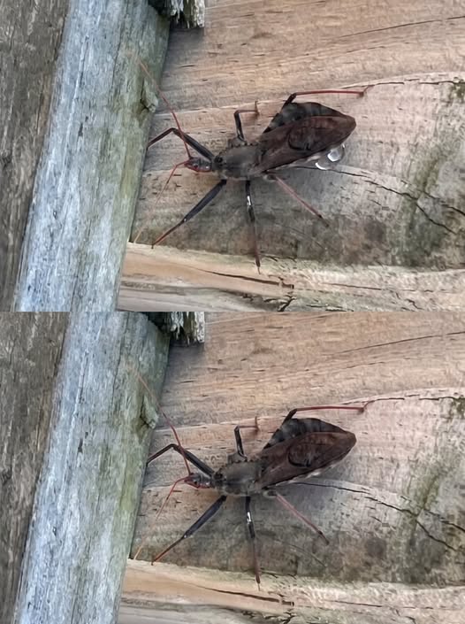 Kissing Bugs Explained: How to Stay Safe and Prevent Chagas Disease