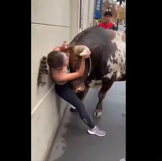 Woman’s Close Call With A Bull Highlights The Importance Of Animal Safety
