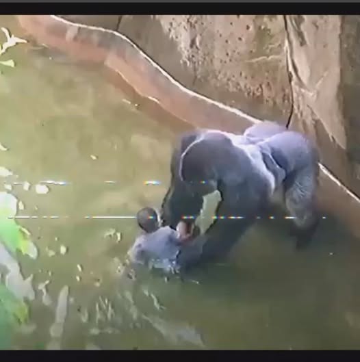 Inside the Debate: What Really Happened in Harambe’s Last Moments at the Cincinnati Zoo