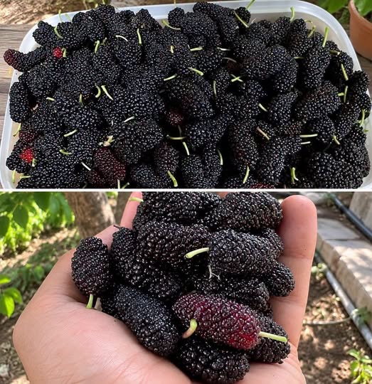 I Came Across This Seasonal Fruit And Had No Idea What It Was Calledโฆ See more