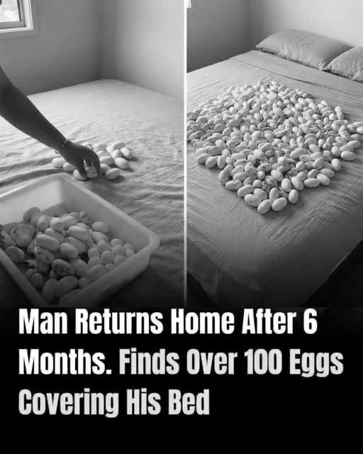 He Thought The Worst Part Was Finding 100+ Eggs On His Bed