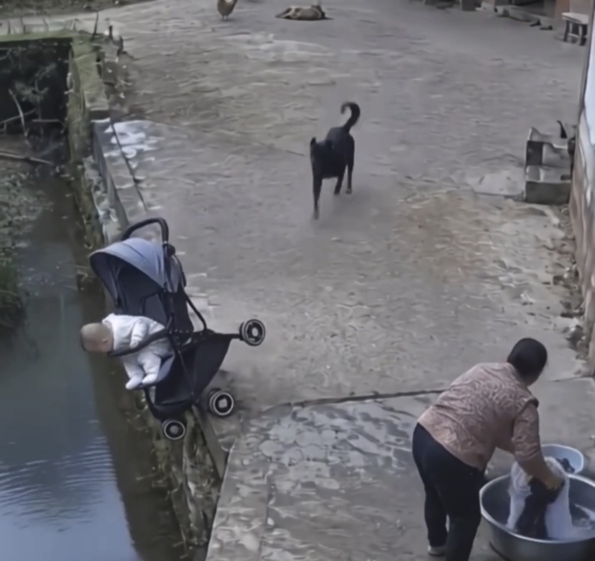 Unbreakable Bond: Hero Dog Miracle Saves Trapped Toddler