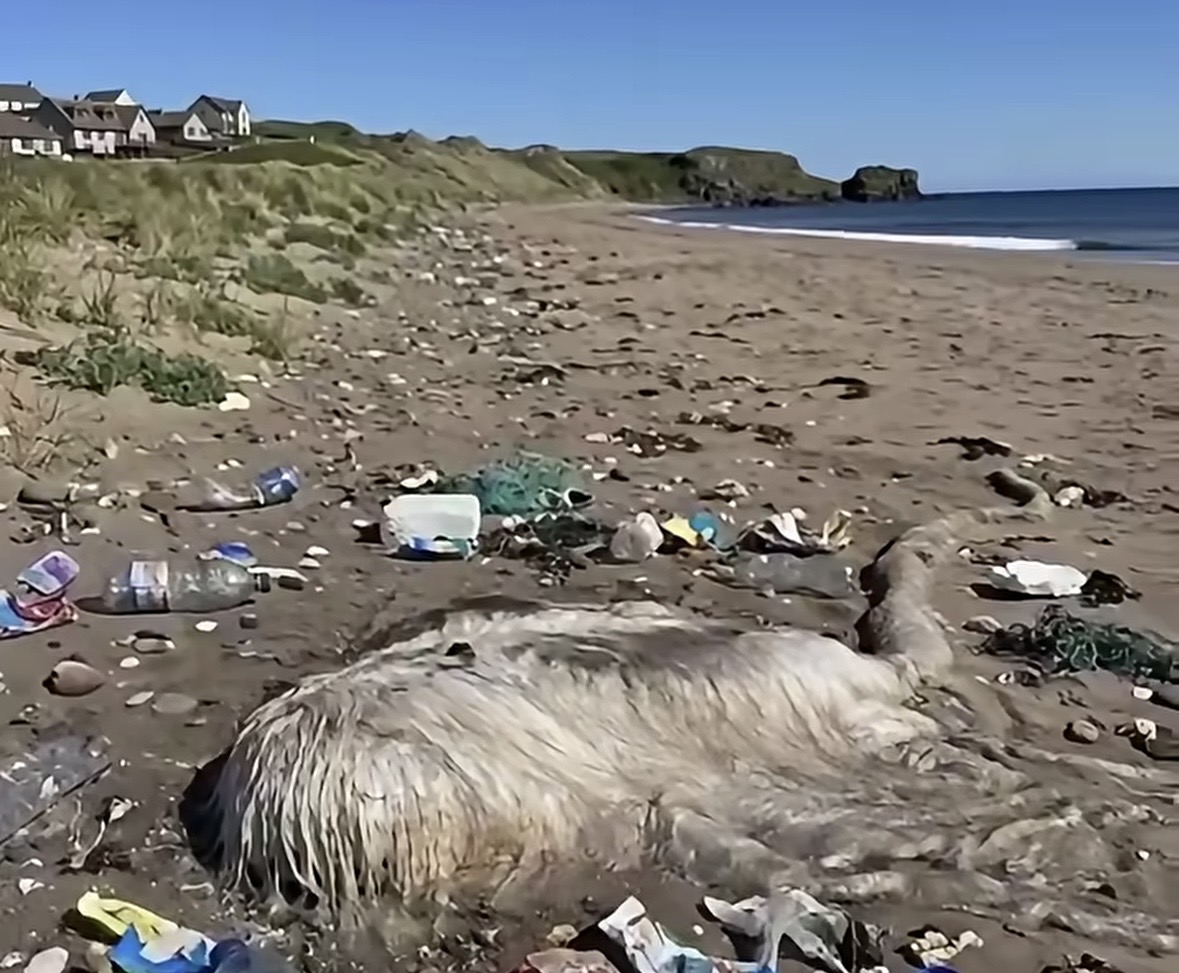 I Found This Strange Creature Washed Up on the Beach—Then I Learned Why You Should Never Touch One