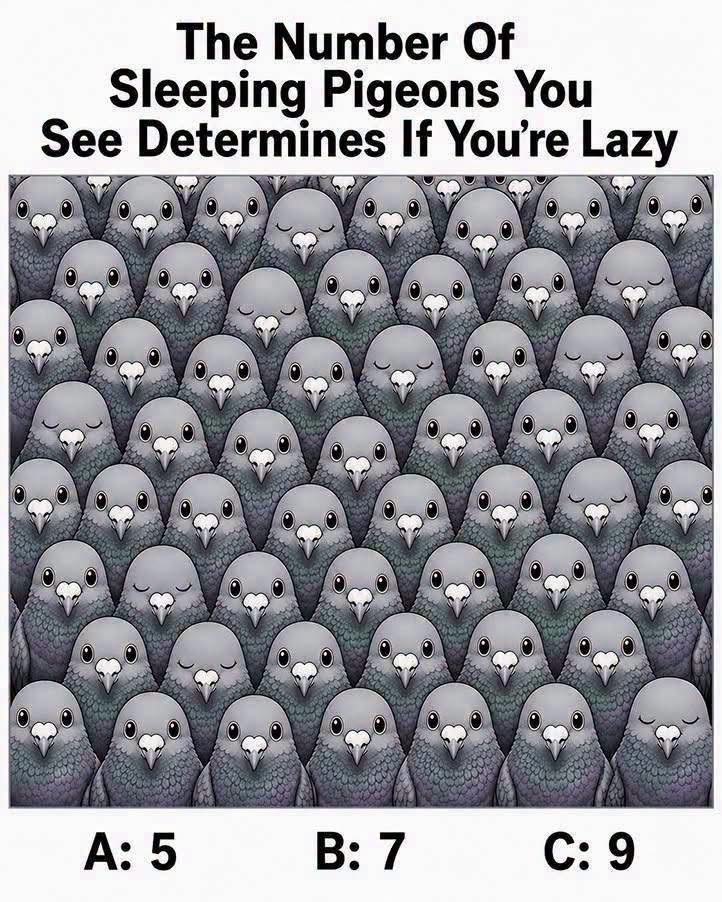 The Number Of Sleeping Pigeons You See Determines If You’re Lazy