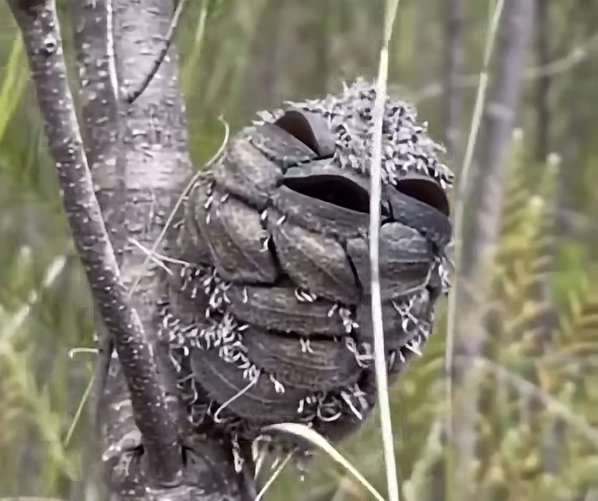 Woman spots what she thinks is a happy bird โ then realizes her mistake